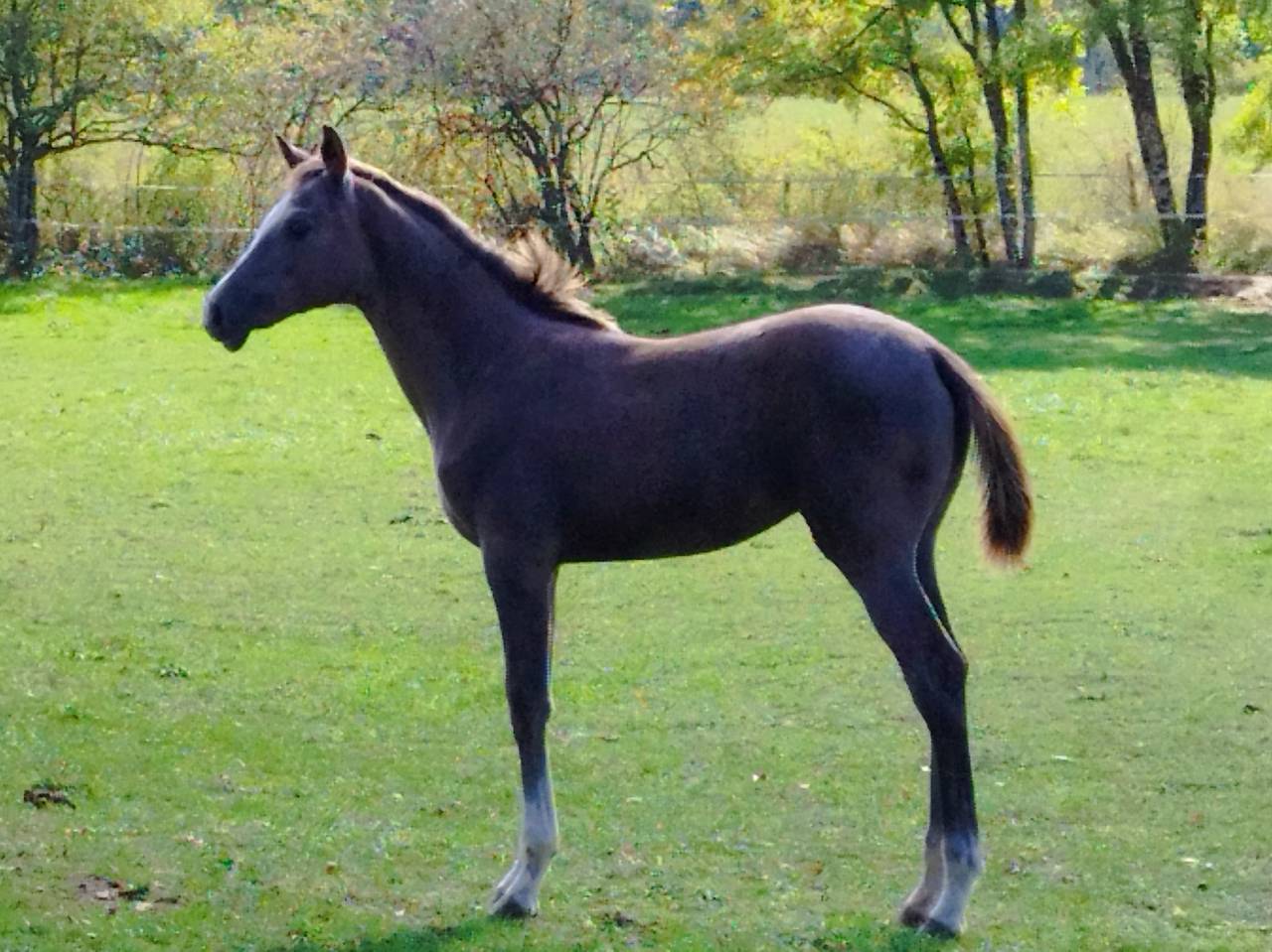 Puledra Sella Francese In vendita 2025 Grigio ,  TOPINAMBOUR