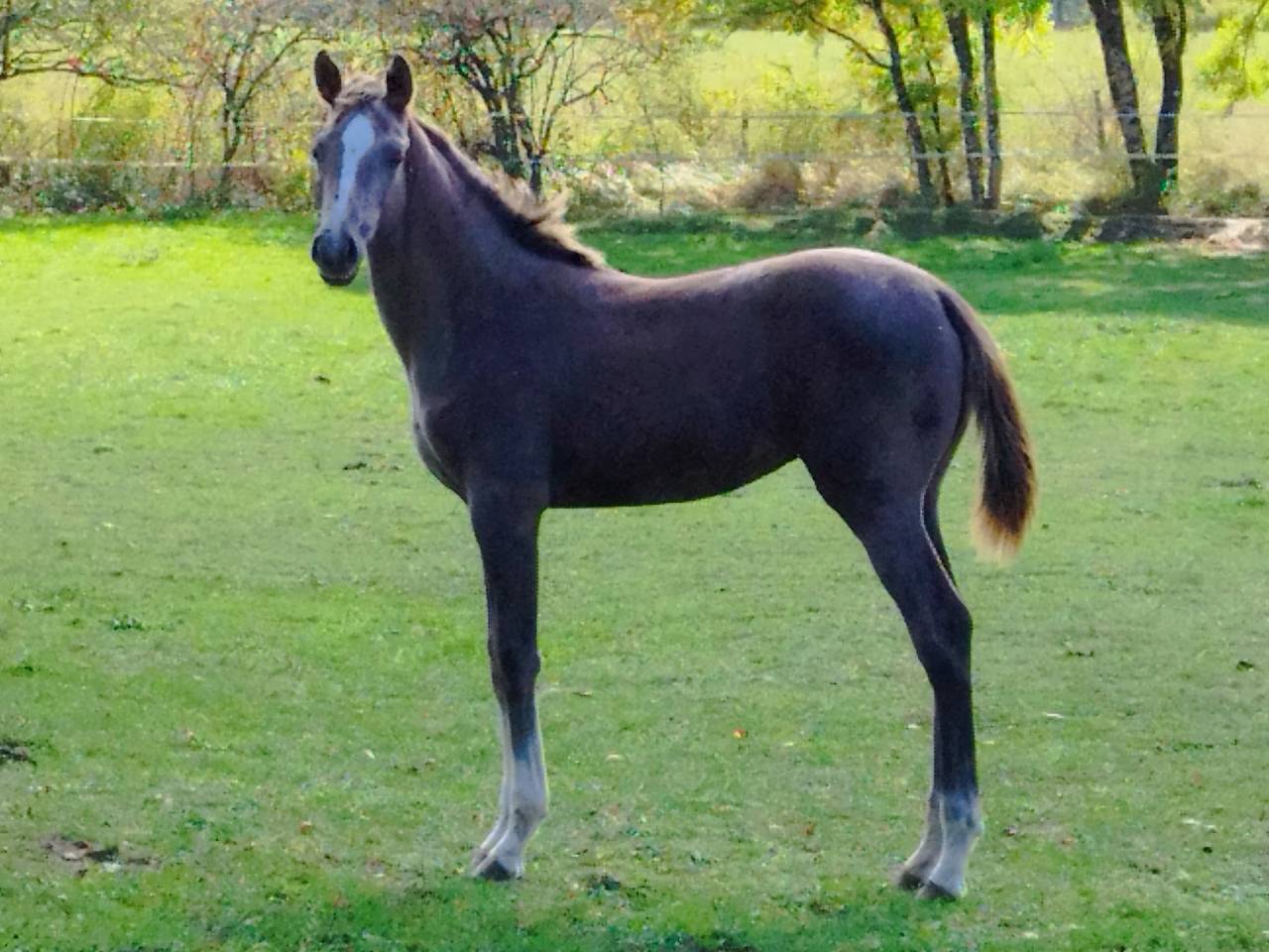 Puledra Sella Francese In vendita 2025 Grigio ,  TOPINAMBOUR