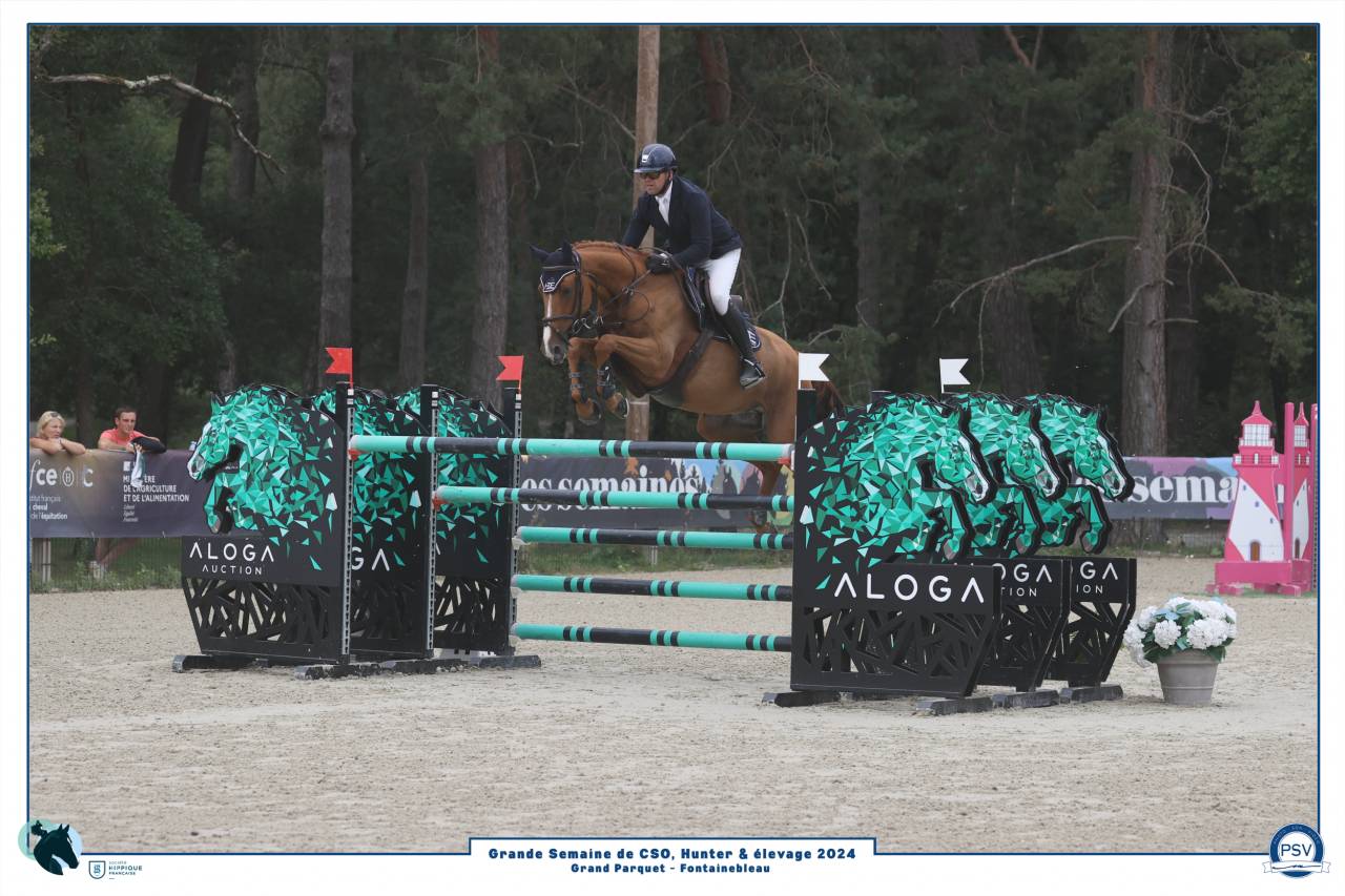 Castrone Sella Francese In vendita 2017 Sauro