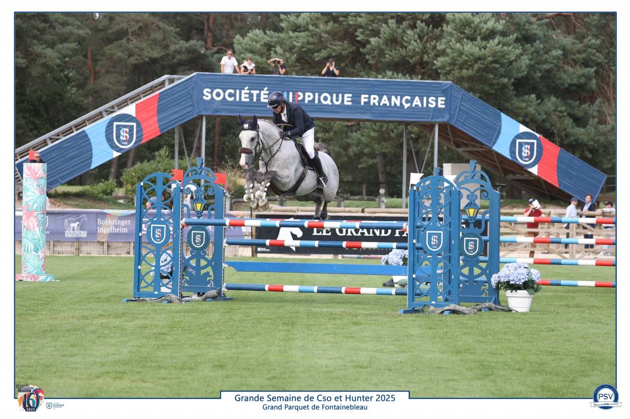 Castrone Sella Francese In vendita 2019 Grigio