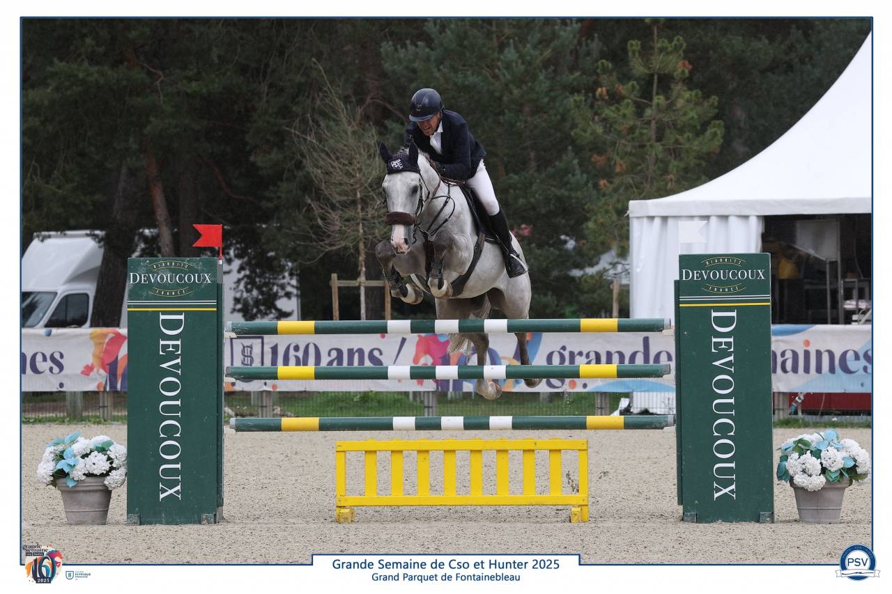 Castrone Sella Francese In vendita 2019 Grigio