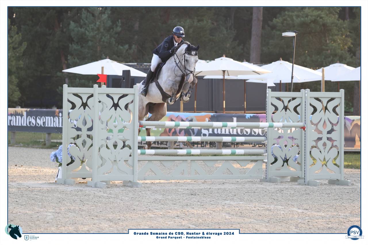 Castrone Sella Francese In vendita 2019 Grigio