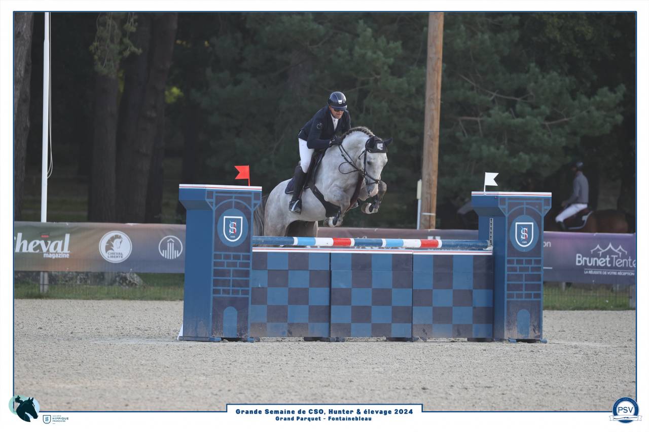 Castrone Sella Francese In vendita 2019 Grigio