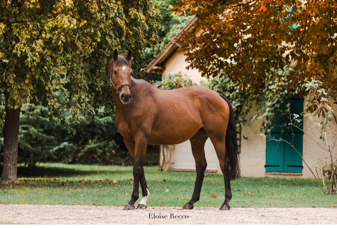 Castrone Purosangue In vendita 2012 Baio