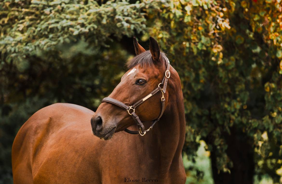 Castrone Purosangue In vendita 2012 Baio