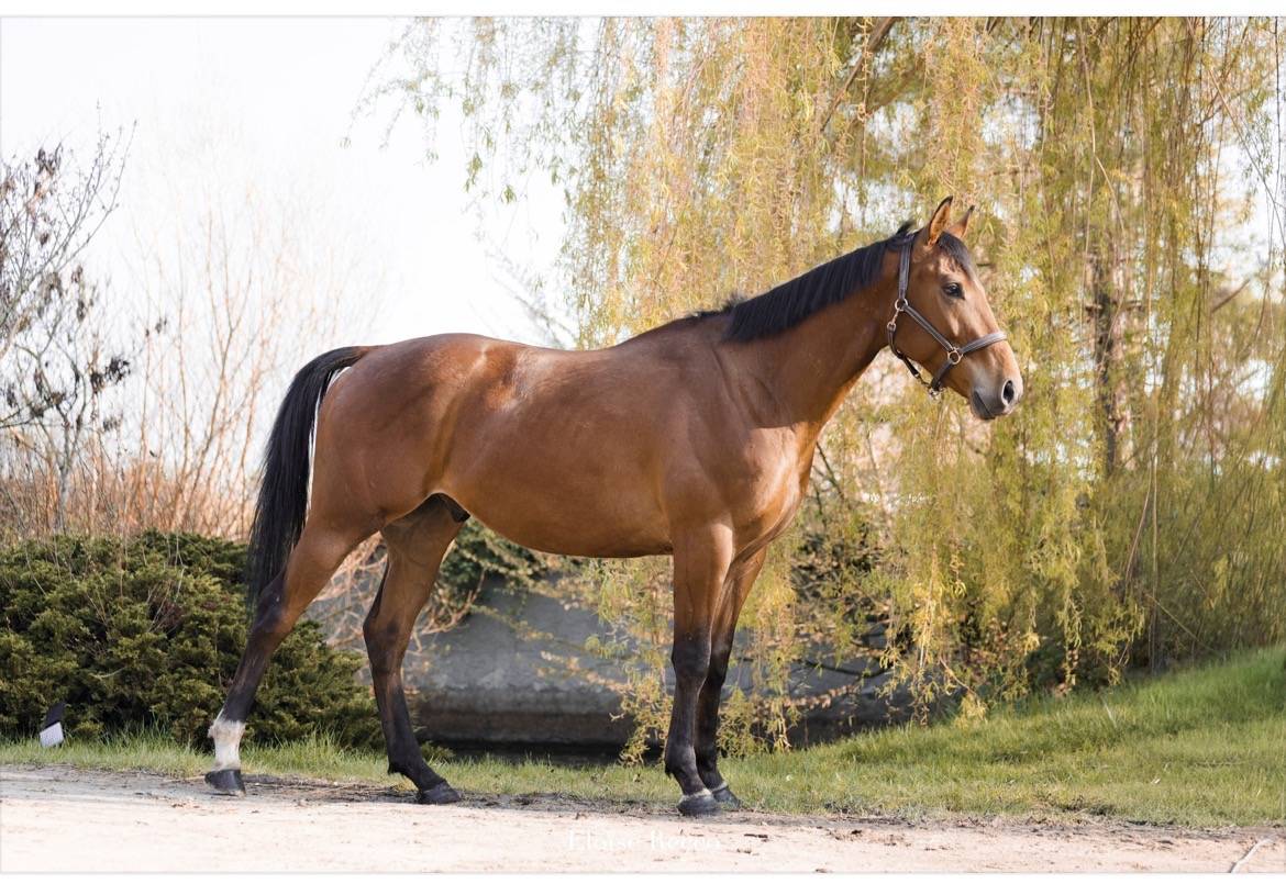 Castrone Purosangue In vendita 2018 Baio