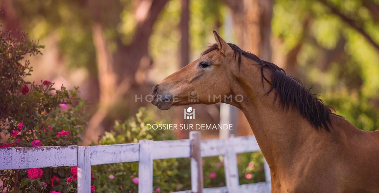 Proprietà equestre In vendita Hérault