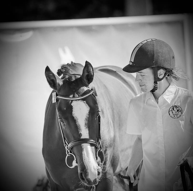 Stallone Anglo-Arabo In vendita 2022 Baio scuro ,  Eole de Pompadour