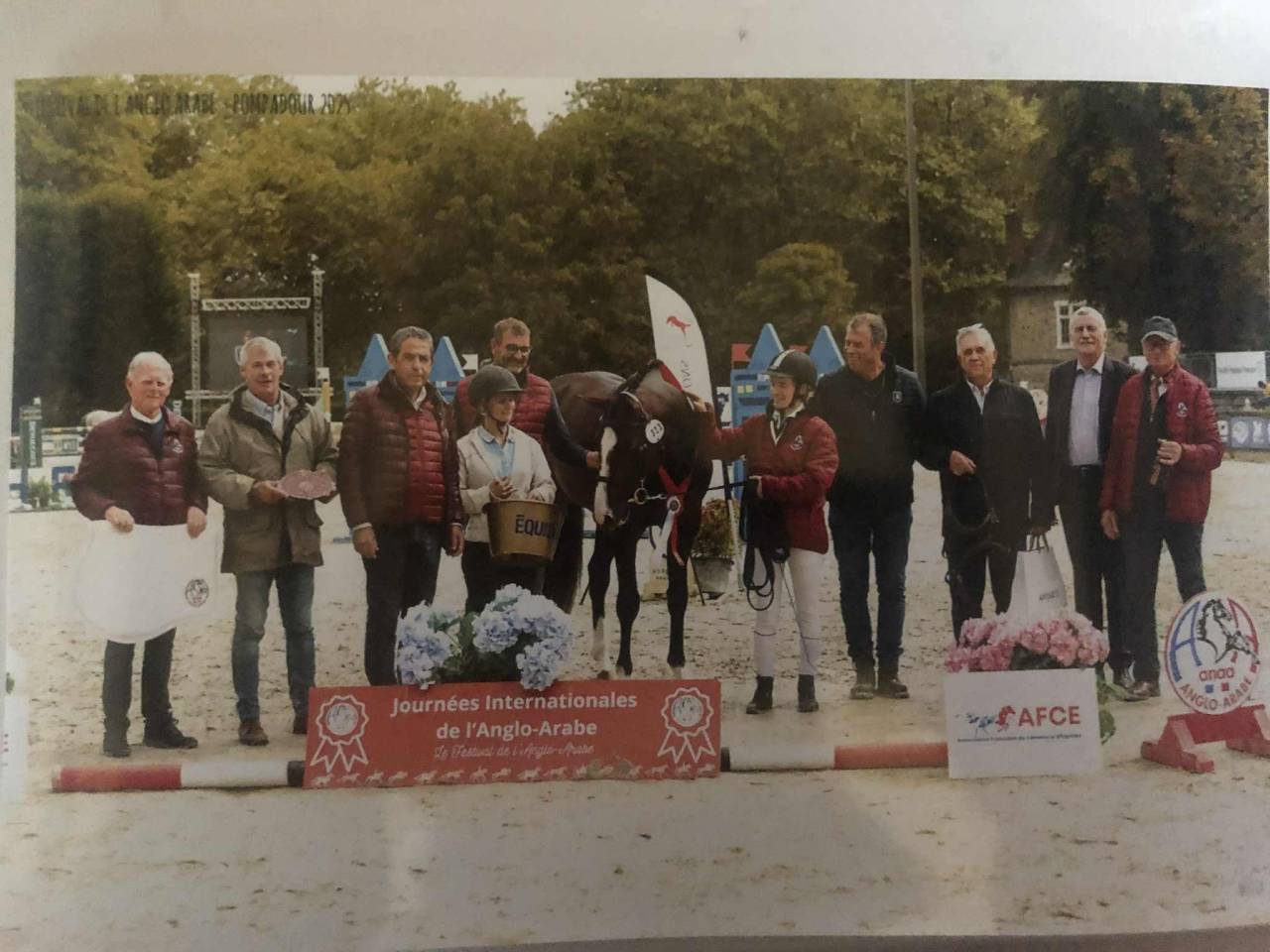 Stallone Anglo-Arabo In vendita 2022 Baio scuro ,  Eole de Pompadour