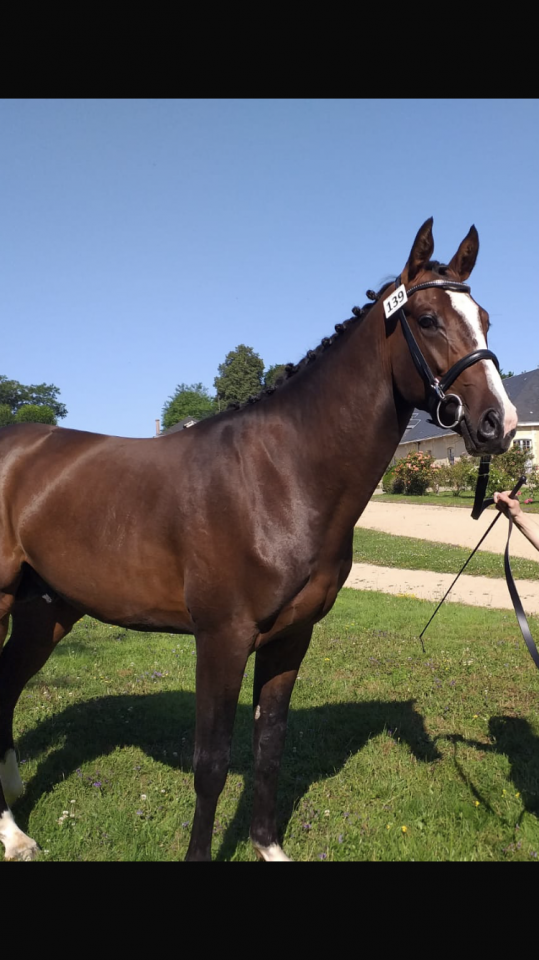 Stallone Anglo-Arabo In vendita 2022 Baio scuro ,  Eole de Pompadour