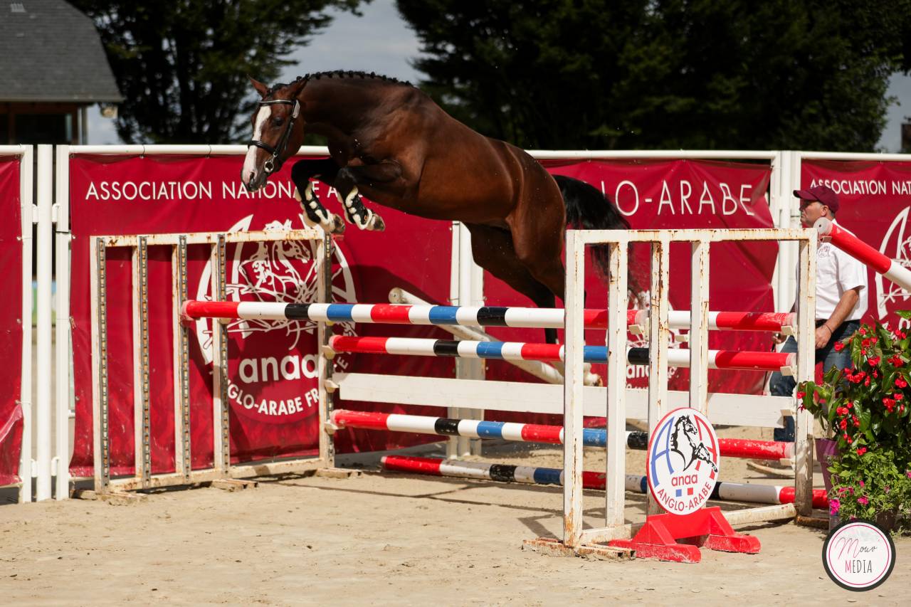 Stallone Anglo-Arabo In vendita 2022 Baio scuro ,  Eole de Pompadour
