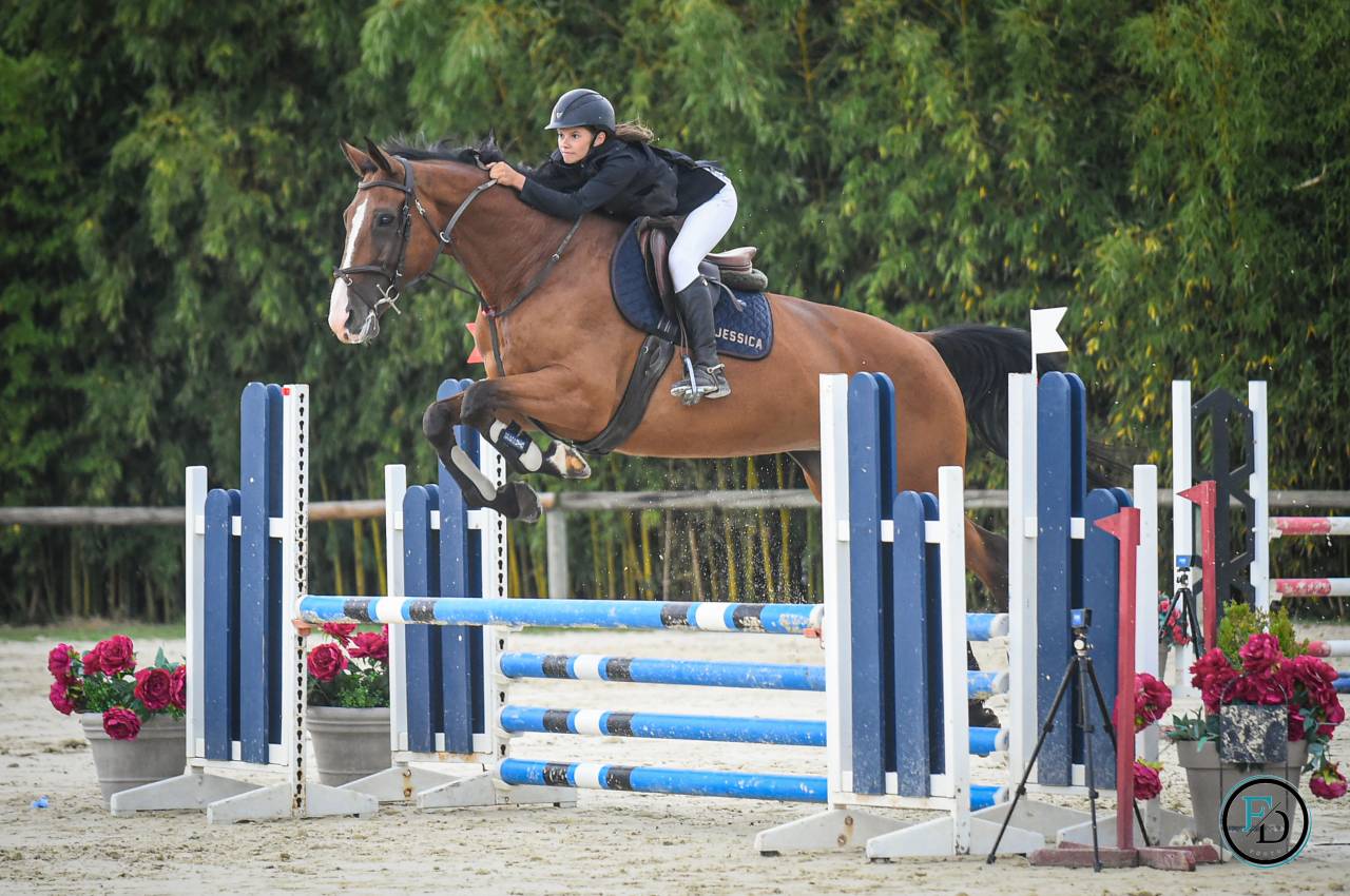 Cavalla Sella Francese In vendita 2012 Baio ,  DAMIRO B