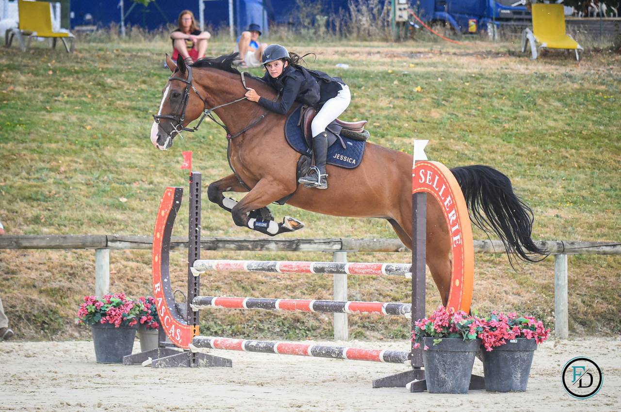 Cavalla Sella Francese In vendita 2012 Baio ,  DAMIRO B