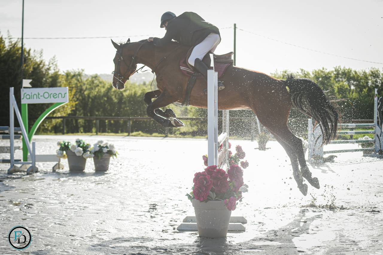 Cavalla Sella Francese In vendita 2012 Baio ,  DAMIRO B