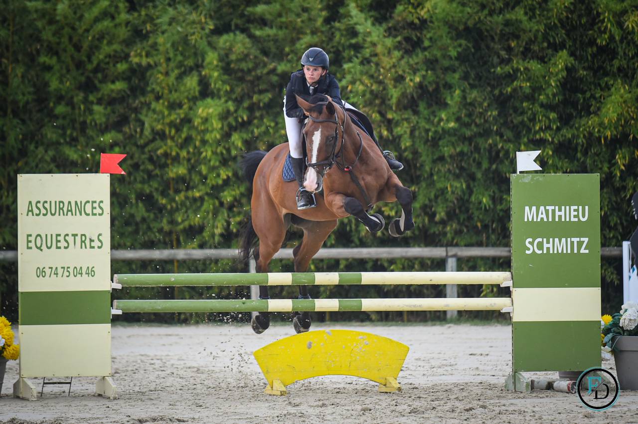 Cavalla Sella Francese In vendita 2012 Baio ,  DAMIRO B