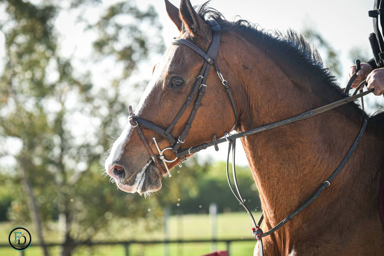 Cavalla Sella Francese In vendita 2012 Baio ,  DAMIRO B