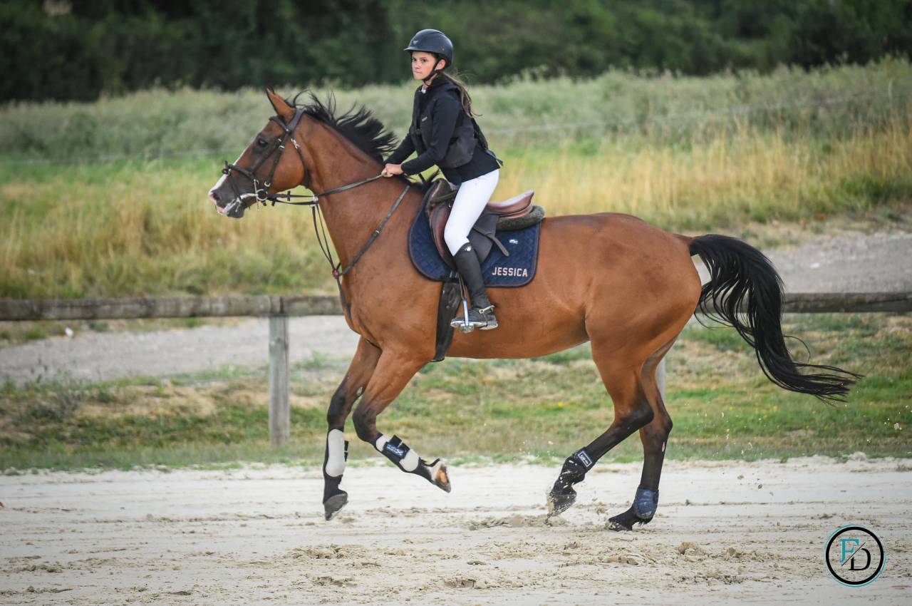 Cavalla Sella Francese In vendita 2012 Baio ,  DAMIRO B