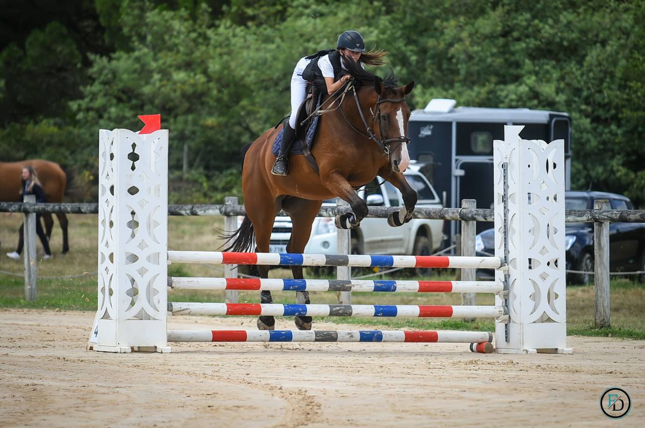 Cavalla Sella Francese In vendita 2012 Baio ,  DAMIRO B