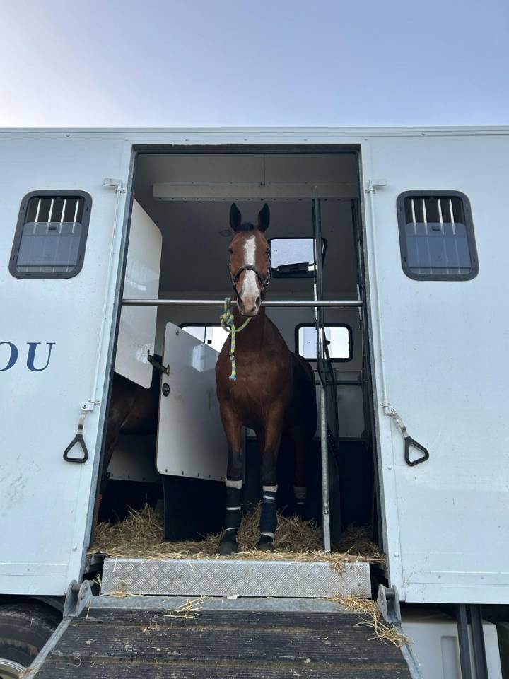 Cavalla Sella Francese In vendita 2012 Baio ,  DAMIRO B