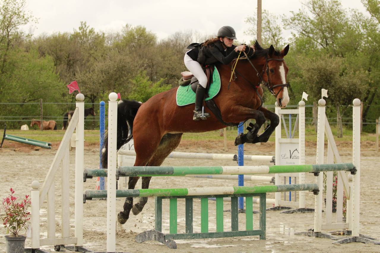 Cavalla Sella Francese In vendita 2012 Baio ,  DAMIRO B