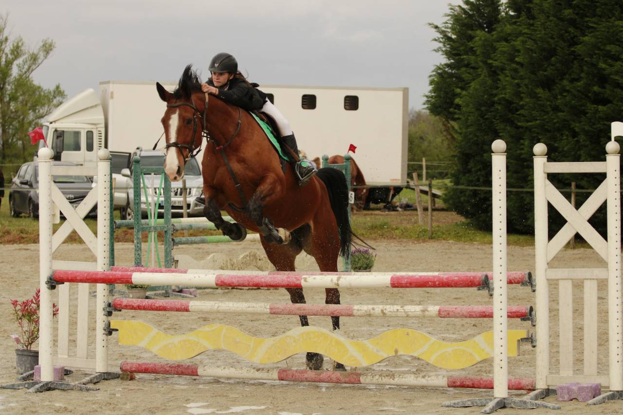 Cavalla Sella Francese In vendita 2012 Baio ,  DAMIRO B