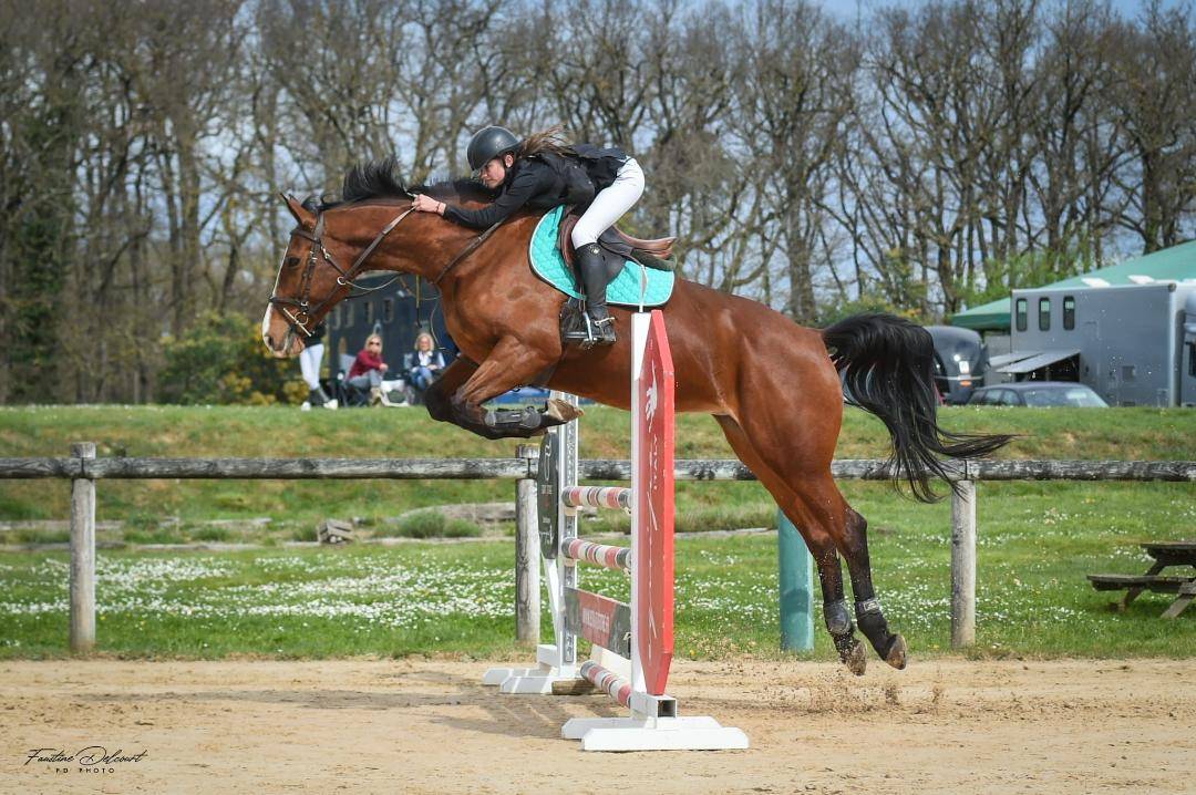 Cavalla Sella Francese In vendita 2012 Baio ,  DAMIRO B