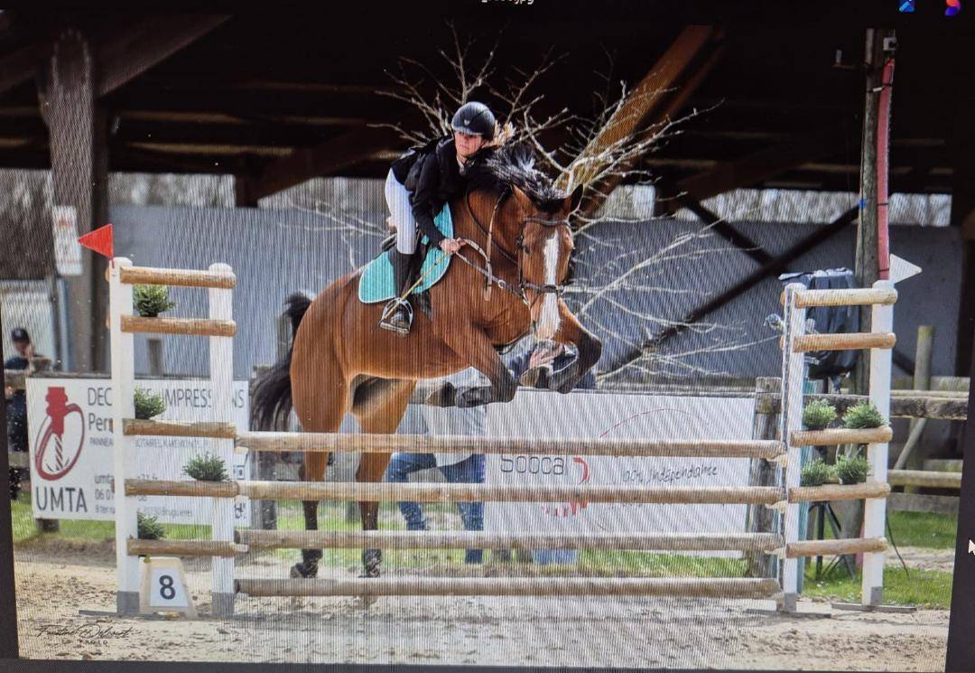 Cavalla Sella Francese In vendita 2012 Baio ,  DAMIRO B