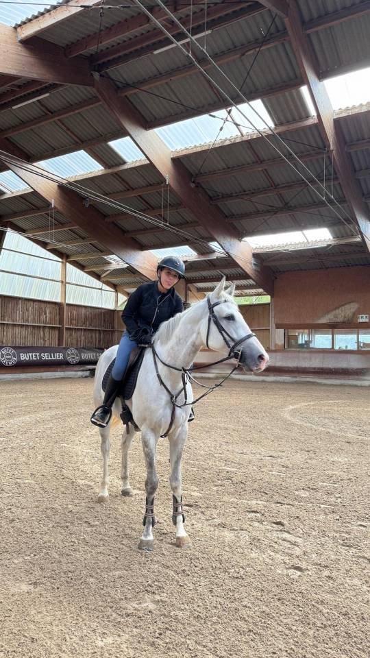 Cavalla Zangersheide In vendita 2017 Grigio ,  UNTOUCHABLE