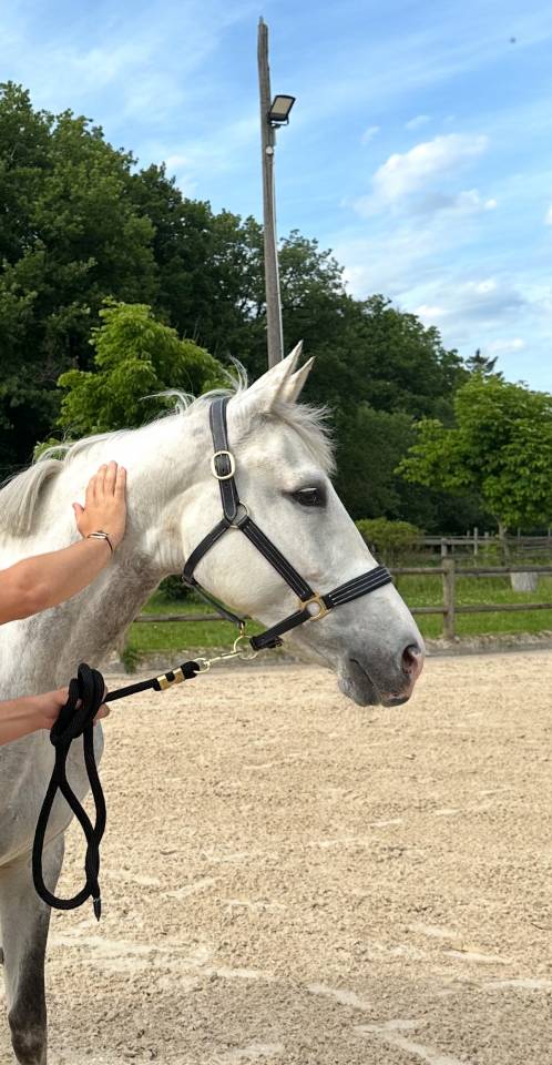 Cavalla Zangersheide In vendita 2017 Grigio ,  UNTOUCHABLE