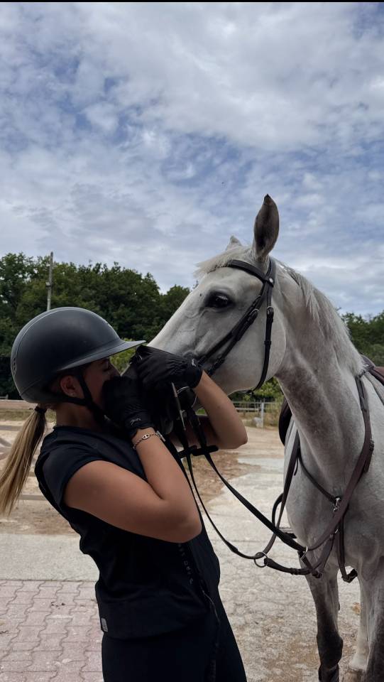 Cavalla Zangersheide In vendita 2017 Grigio ,  UNTOUCHABLE
