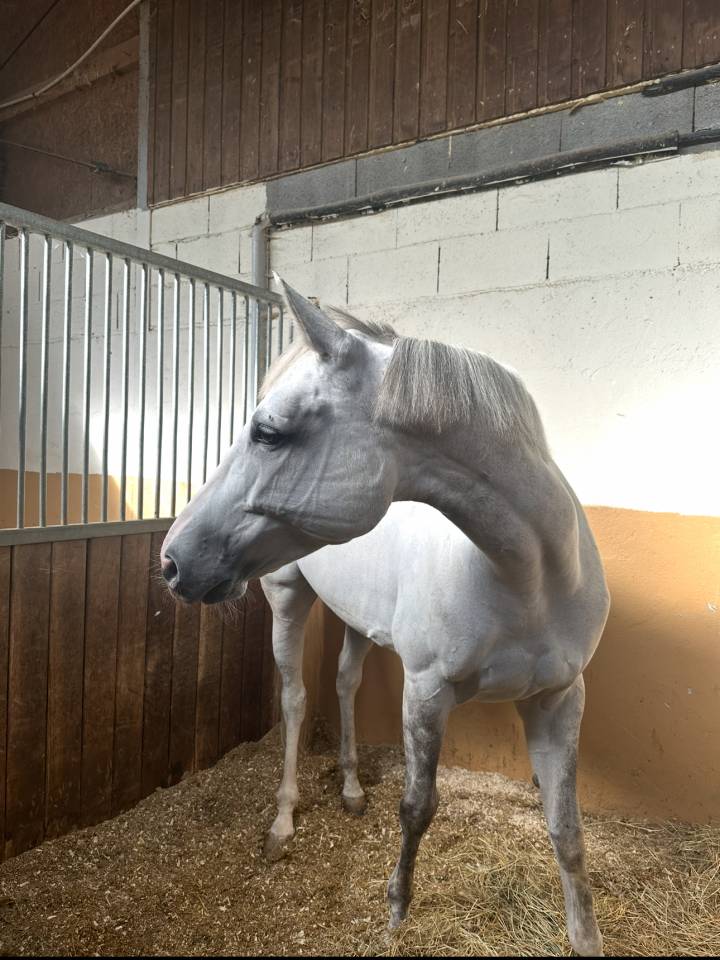 Cavalla Zangersheide In vendita 2017 Grigio ,  UNTOUCHABLE