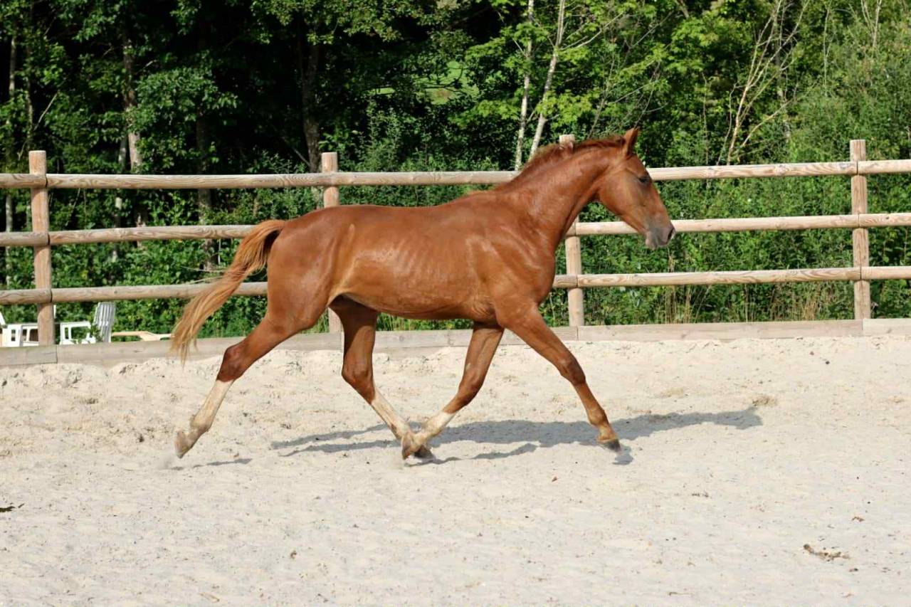 Castrone Mecklembourg In vendita 2023 Sauro