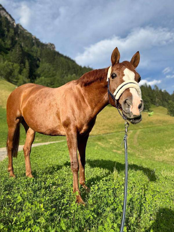 Pony francese dolce ed esperta