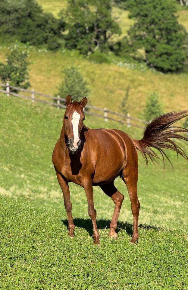 Pony francese dolce ed esperta