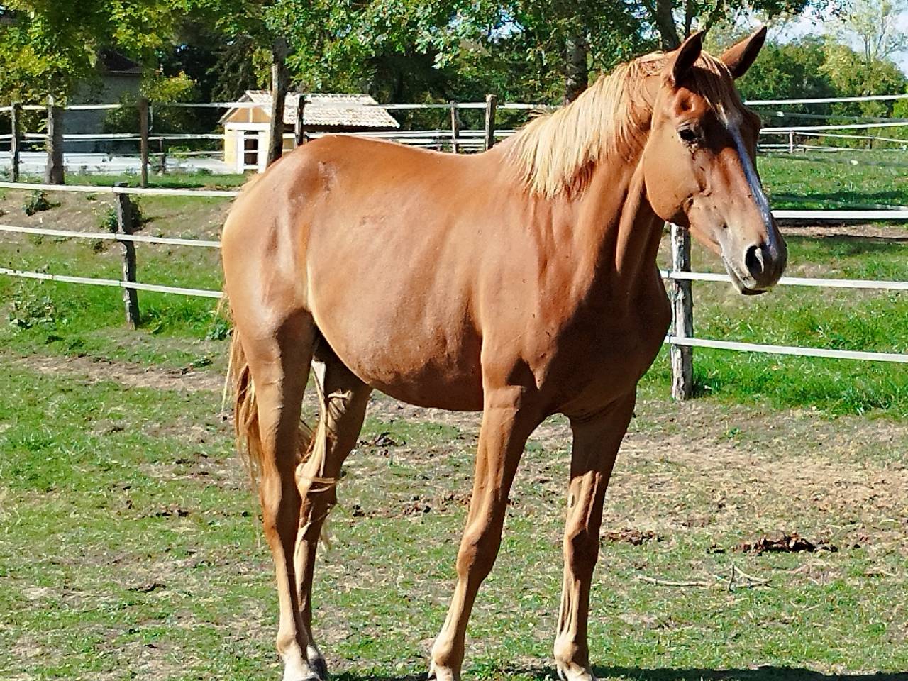 Cavalla Zangersheide In vendita 2023 Sauro ,  El Pintador Dieu d'Arras