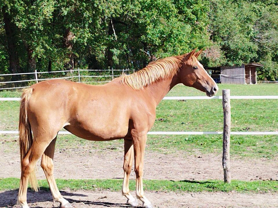 Cavalla Zangersheide In vendita 2023 Sauro ,  El Pintador Dieu d'Arras