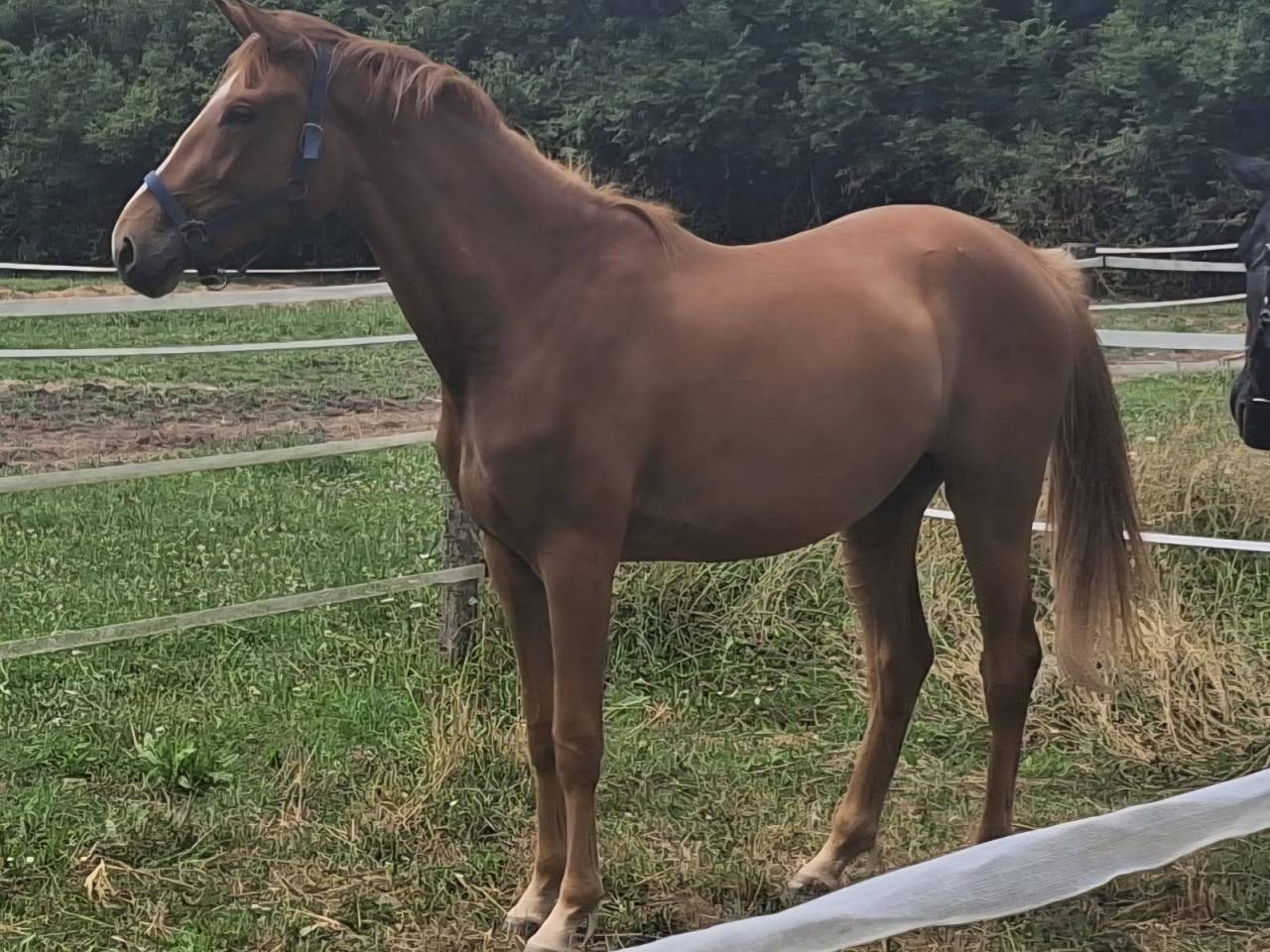 Cavalla Zangersheide In vendita 2023 Sauro ,  El Pintador Dieu d'Arras