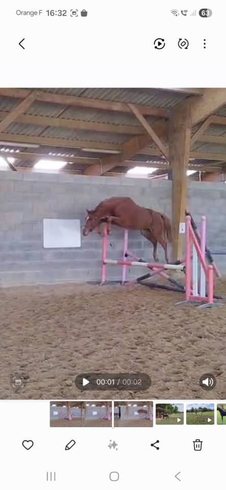 Cavalla Zangersheide In vendita 2023 Sauro ,  El Pintador Dieu d'Arras