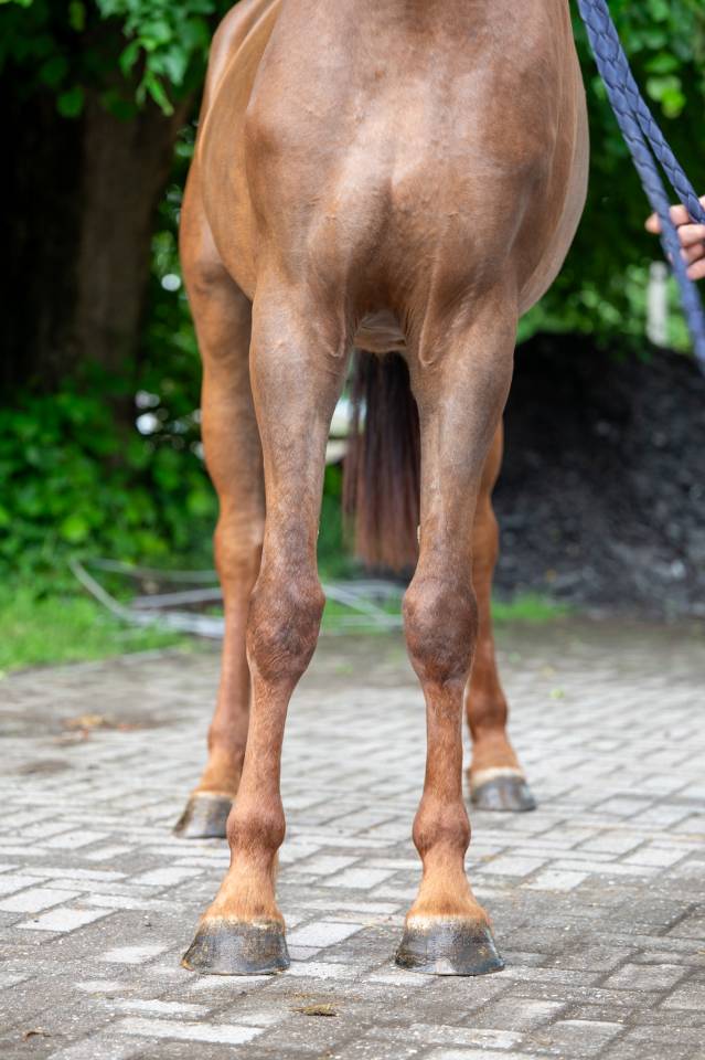 Cavalla Zangersheide In vendita 2019 Sauro ,  HIGH BIG ANDI K