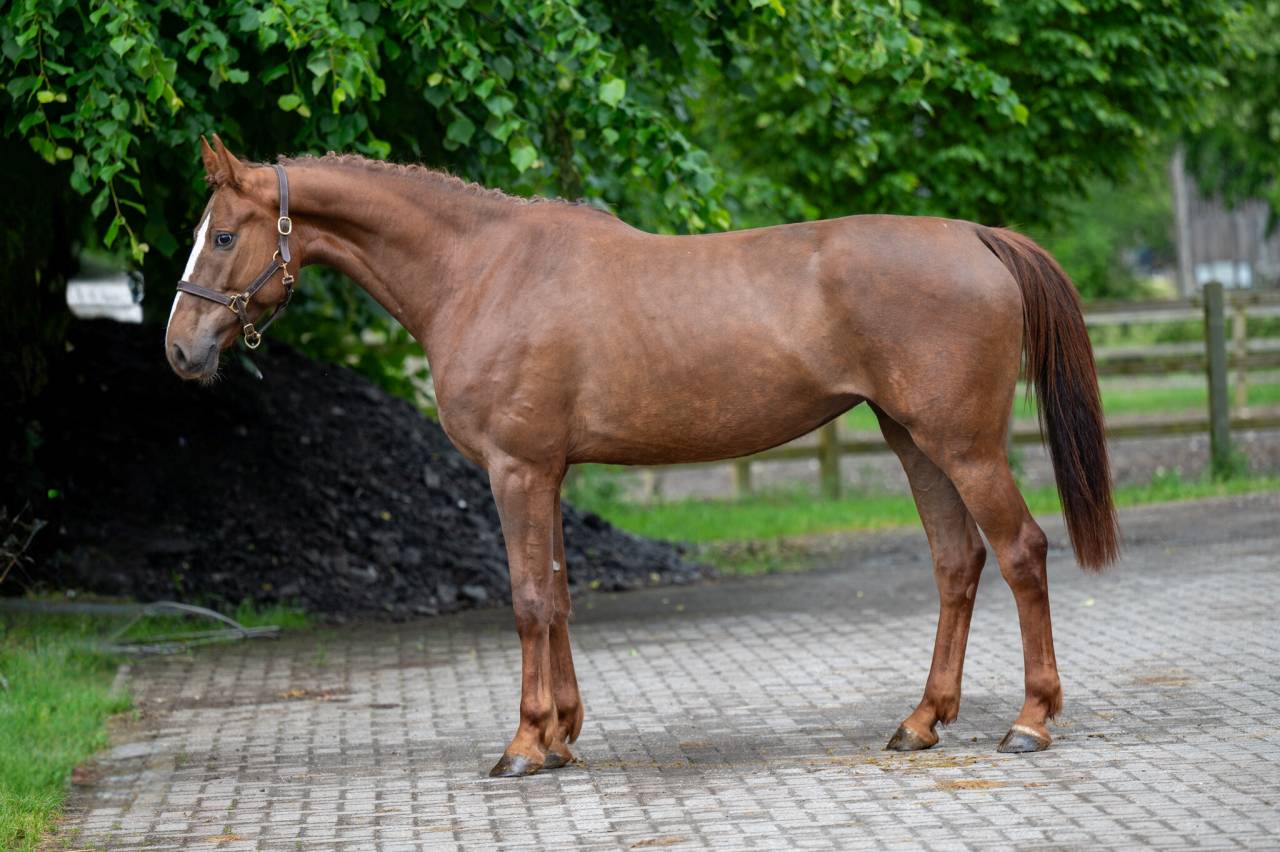 Cavalla Zangersheide In vendita 2019 Sauro ,  HIGH BIG ANDI K