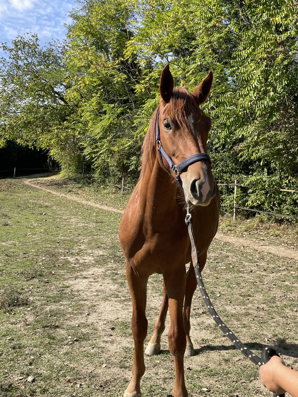 Puledro Sella Francese In vendita 2024 Sauro