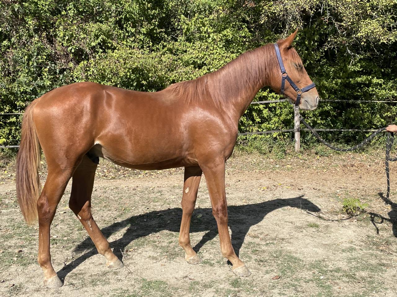 Puledro Sella Francese In vendita 2024 Sauro