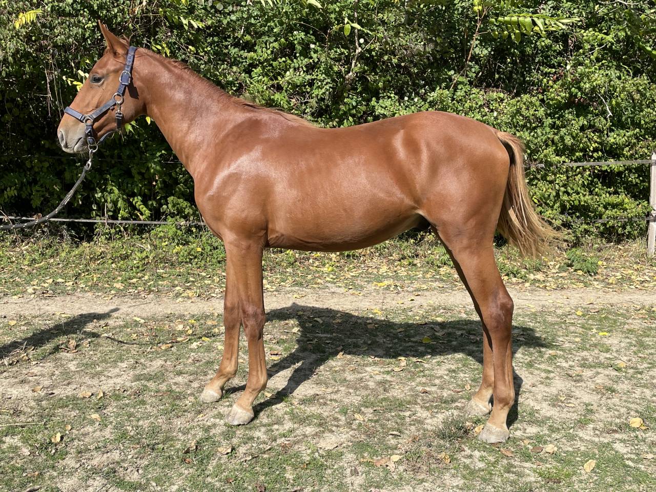 Puledro Sella Francese In vendita 2024 Sauro