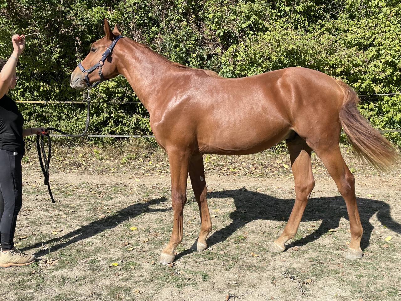 Puledro Sella Francese In vendita 2024 Sauro