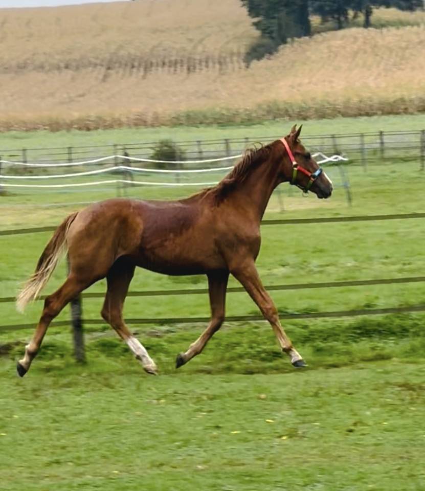 Castrone Oldenburger In vendita 2024 Sauro ,  SIR DONNERHALL