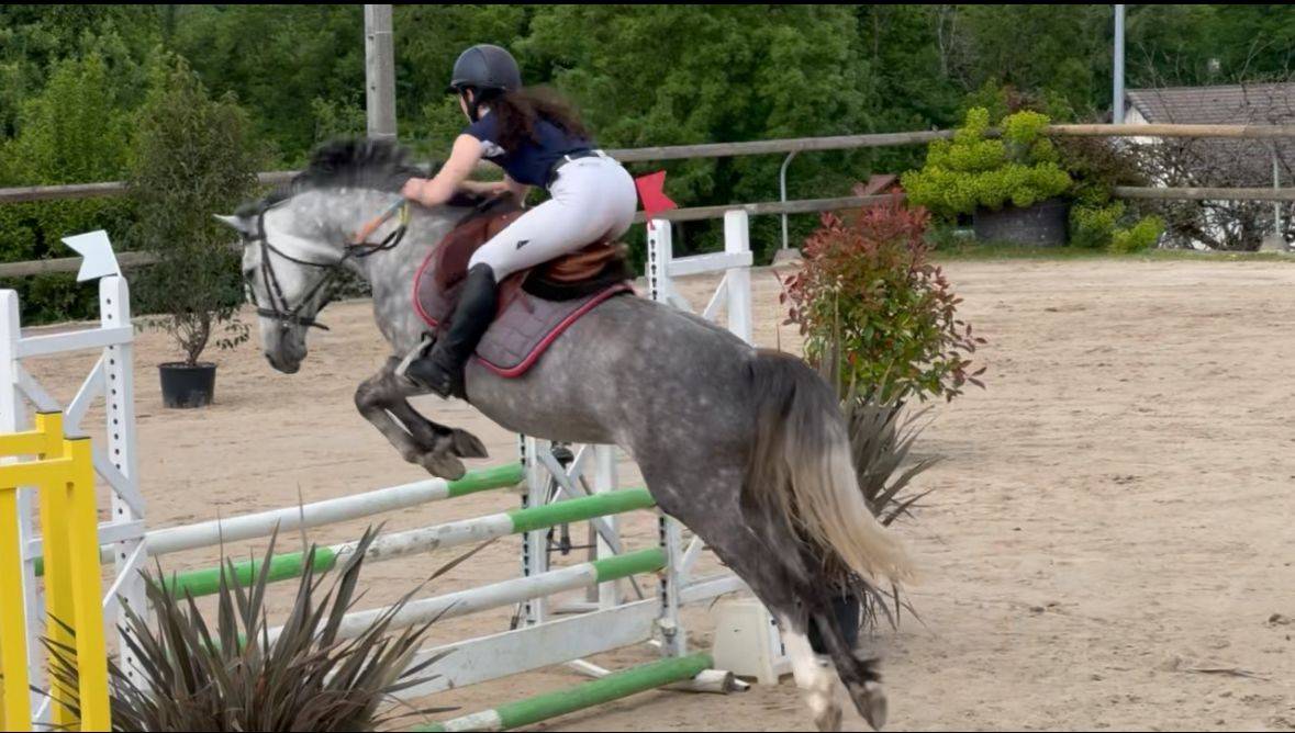 Cavalla PFS Pony Francese da Sella In vendita 2020 Grigio