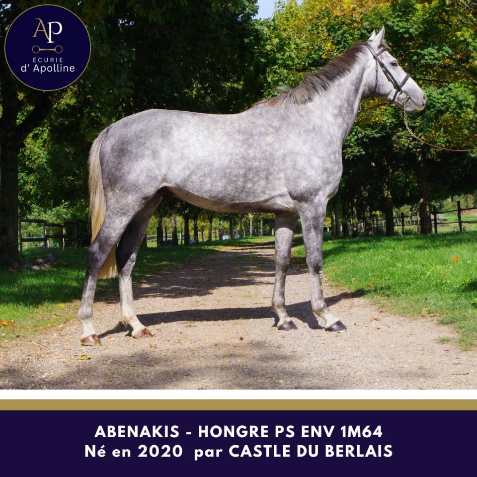 Castrone Purosangue In vendita 2020 Grigio