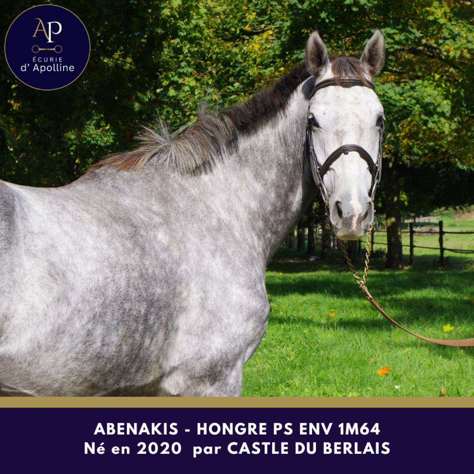 Castrone Purosangue In vendita 2020 Grigio