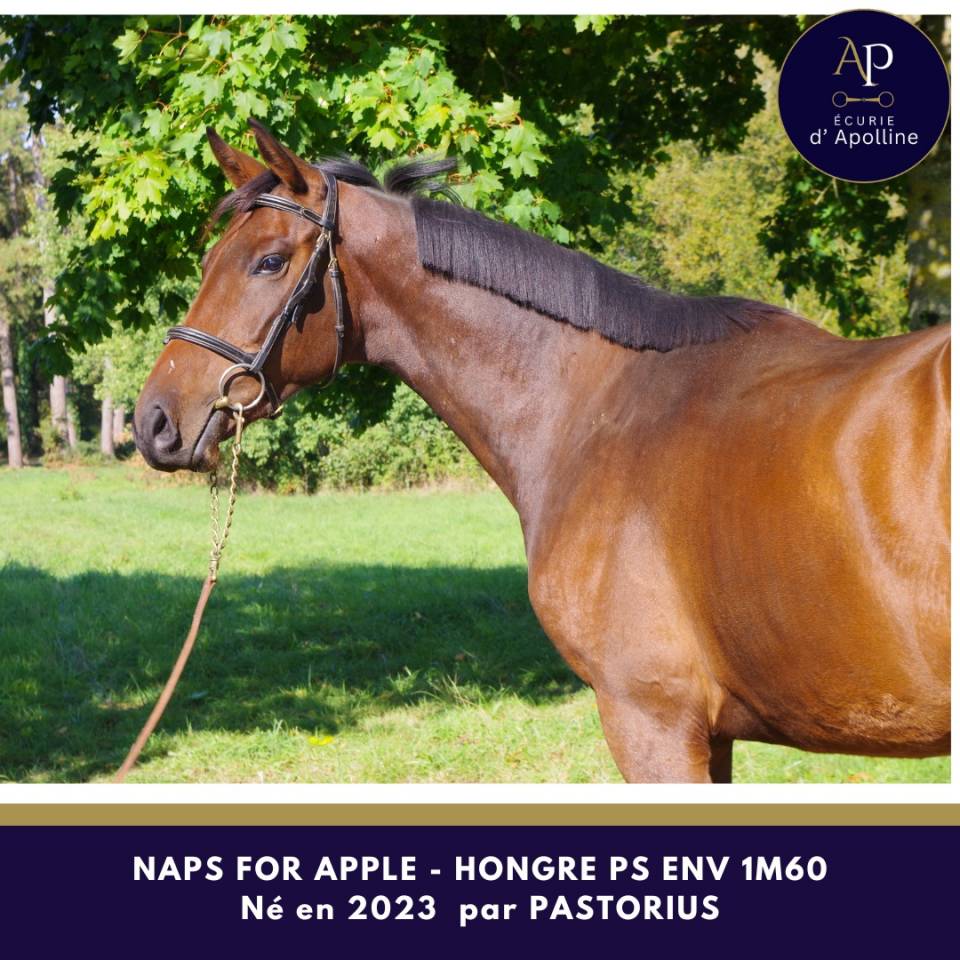 Castrone Purosangue In vendita 2023 Baio