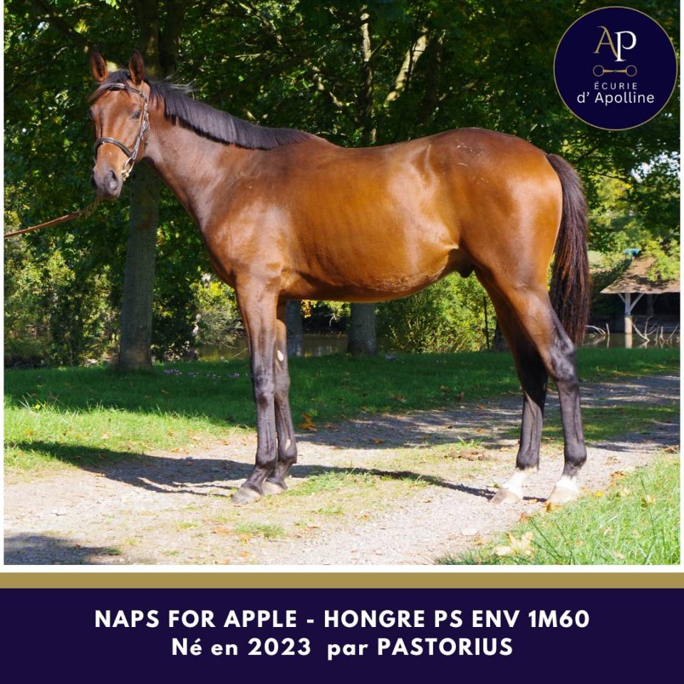 Castrone Purosangue In vendita 2023 Baio